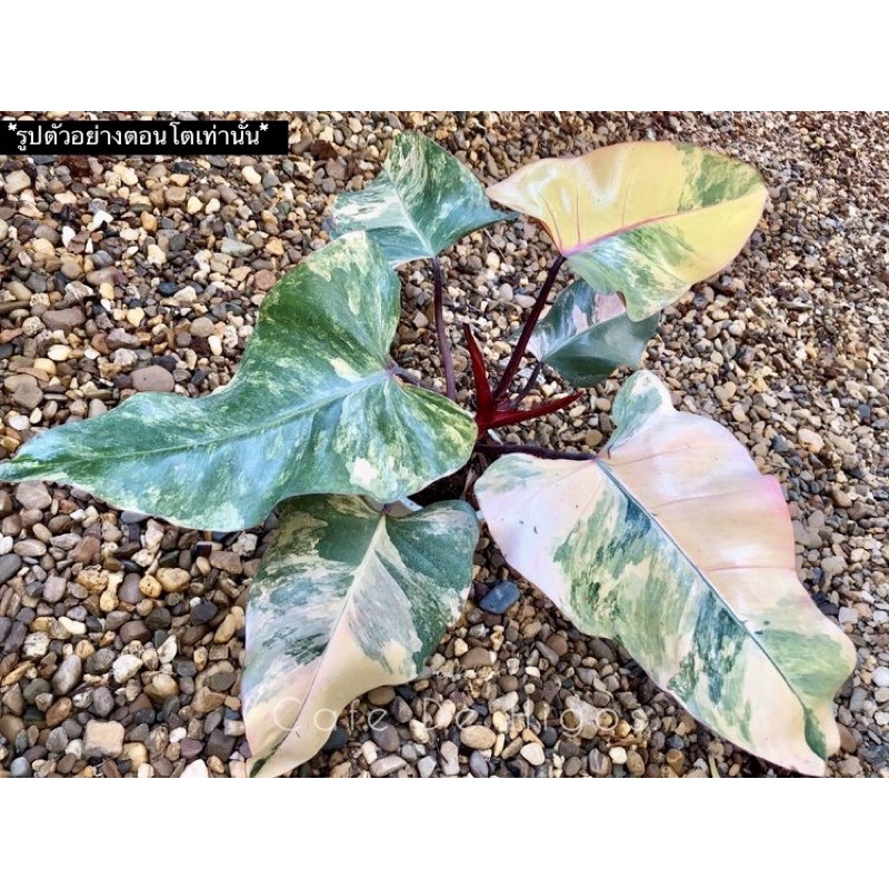Philodendron Red Emerald Variegated (strawberry shake)