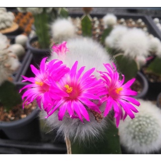 แมมลูกแมว ไร้หนาม ดอกใหญ่ (Mammillaria guelzowiana)