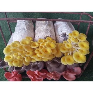 ก้อนเชื้อเห็ด Setสุดคุ้ม 3-5ชนิด 10ก้อน บางชนิดเชื้อยังไม่เต็มต้องนำไปบ่มต่อ