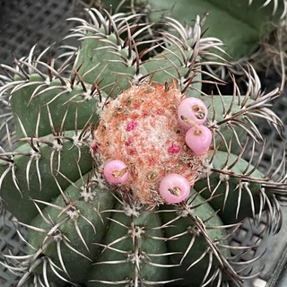 เมโลจิ๋ว เมโลแคระ แคคตัส กระบองเพชร melocactus matanzanus