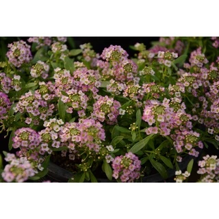 AGA SHOP อลิสซั่ม วันเดอร์แลนด์ ดอกไม้กินได้ หอมน้ำผึ้ง 100 เมล็ด (Alyssum)
