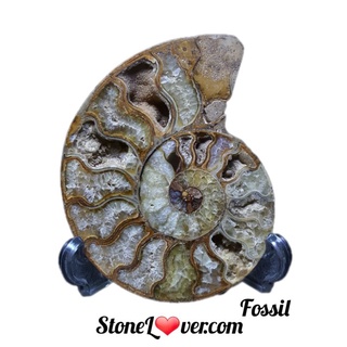 #Ammonite fossil#ฟอสซิลหอย #แอมโมไนต์ 
#หินธรรมชาติ