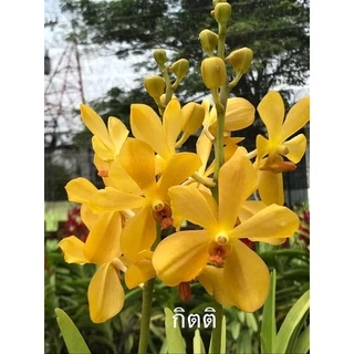 ม็อคคาร่า ส่งแบบไม่ติดดอก