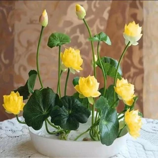 20เมล็ด เมล็ดพันธุ์ดอกบัวจิ๋ว เมล็ดพันธุ์ดอกไม้ ดอกบัวจิ๋ว บัวแคระคละสี ปลูกง่าย ออกดอกไว พร้อมส่งในไทย