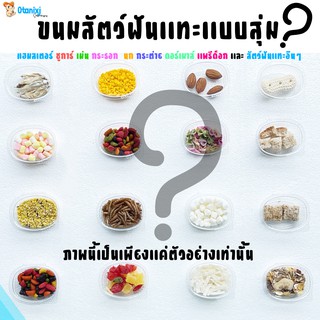 (ขนมสุ่ม) แฮมเตอร์ ชูการ์ เม่น กระรอก กระต่าย ดอร์เมาส์ นก เเพรี่ด็อก สัตว์ฟันเเทะอื่นๆ