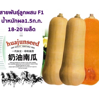 เมล็ด ฟักทองบัตเตอร์นัท สควอช 18-20 เมล็ด Butternut Squash สายพันธุ์ F1