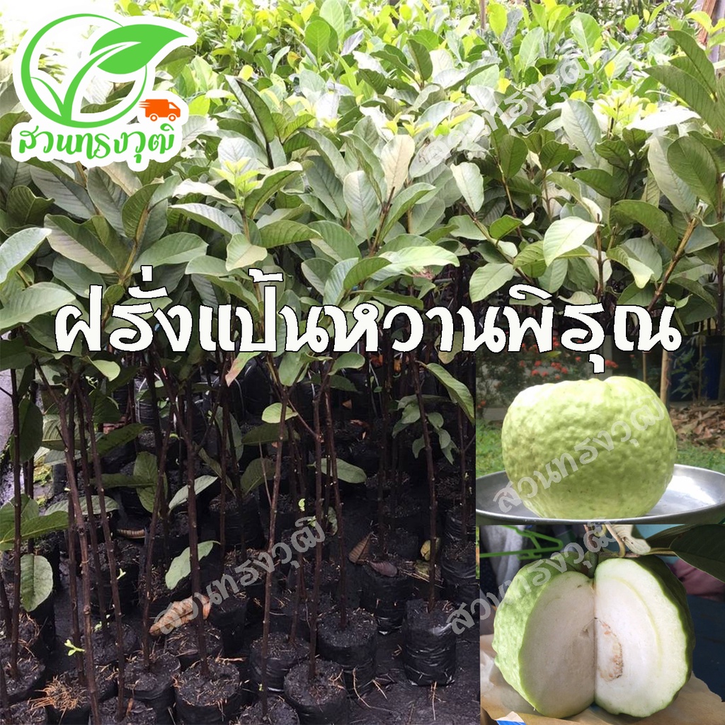 ฝรั่งแป้นหวานพิรุณ กิ่งตอนชำลงถุง แท้ %