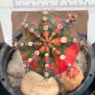 แคคตัส : Gymnocalycium Multicolor Taiwan Clone