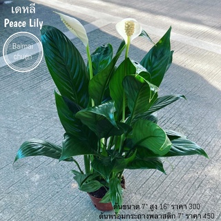 ต้นเดหลี peace Lily ต้นขนาด 7 นิ้ว สูง 16 นิ้ว พร้อมส่ง