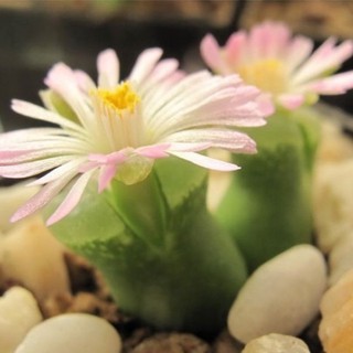 💚💛 Conophytum devium 💛💚 / 10 seeds 89บาท❗️