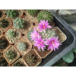 กระบองเพชร แคคตัสแมมชูแมน (Mammillaria Schumannii)