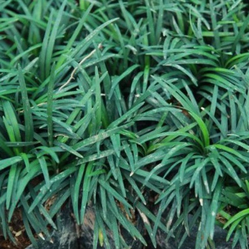 Aloe Vera Massage 🌿 Aloe Vera detoxification 🌱  Auspicious Aloe Vera 🌱🧺 with a 3 inch pot 🧺