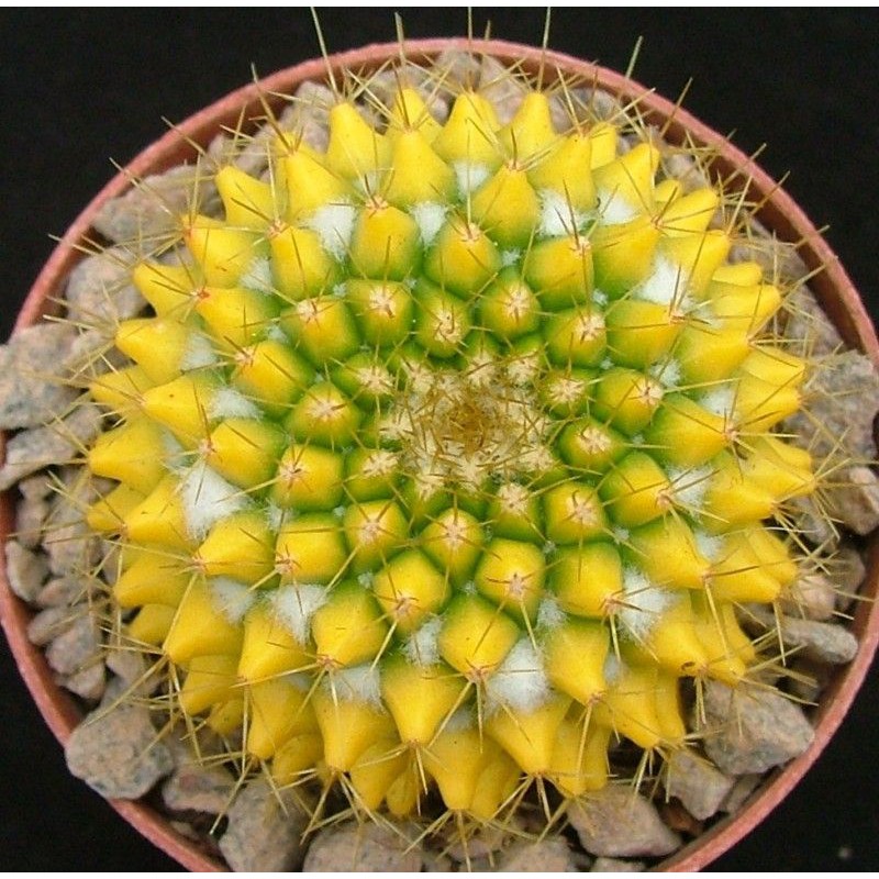 Best Seller (jinyw)กระบองเพชร แคคตัส cacuts Mammillaria Marksiana without thorns 6-8cm/8-9cm สินค้าคุณภาพดี