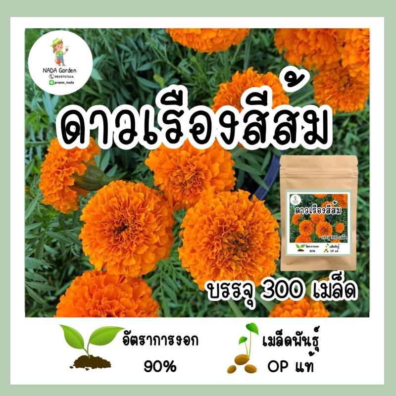 เมล็ดพันธุ์ดาวเรืองสีส้ม 300 เมล็ด เมล็ดพันธุ์แท้ อัตราการงอกสูง