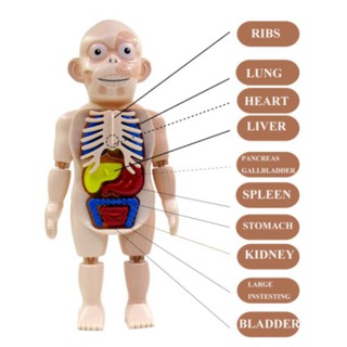 โมเดลหุ่นจำลอง Human body model โมเดลอวัยวะ Anatomy กายวิภาค ศึกษา ตับ ไต ไส้ พุง