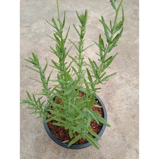 ลาเวนเดอร์เดนตาตา (Lavender dentata) กระถ่าย8นิ้ว