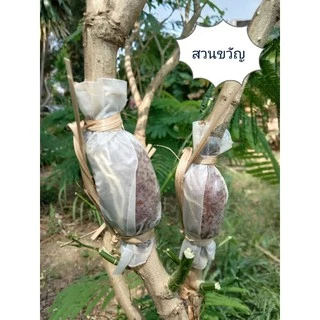 ชะอมไร้หนามตะพานหิน จำนวน 10 กิ่ง