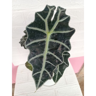 แก้วสารพัดนึก Alocasia (ตัวผู้)