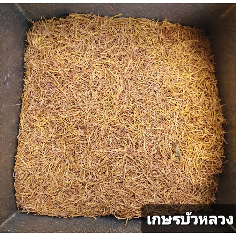 สมุนไพร เกษรบัวหลวง อบแห้ง อย่างดี 100กรัม