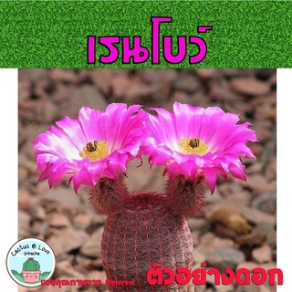 เรนโบว์ แคคตัส Echinocereus rigidissimus หรือ Rainbow Cactus  กระบองเพชร