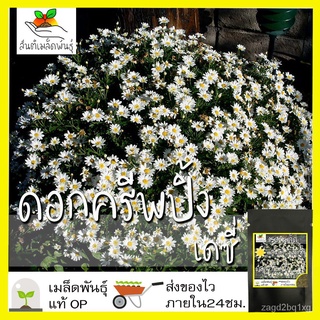 เมล็ดอวบอ้วน100%เมล็ดพันธุ์ ชุดดอกไม้ ขายดี ชุดที่2 ปลูกง่าย ครีพปิ้งเดซี่/กุหลาบเลื้อยขาว/คอร์นฟลาวเวอร์/เดซี่สวอนริเวอ