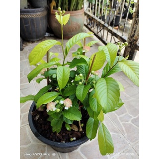 รสสุคนธ์ สีแดง ในกระถาง 11 นิ้ว