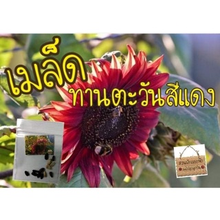 เมล็ดทานตะวันสีแดง กำมะหยี่10 เมล็ด (Velvet Queen Sunflower Seed)