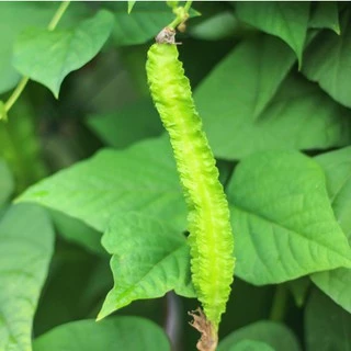 ถั่วพู📌ถูกที่สุด10 บ.📌เมล็ดพันธุ์ถั่วพู 5 เมล็ด☘️ปลูกง่ายขึ้นไว🌱กินอร่อย