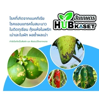 ฟังกูราน 1กิโลกรัม (คอปเปอร์-ไฮดรอกไซด์77%WP) ป้องกันเชื้อราและแบคทีเรีย