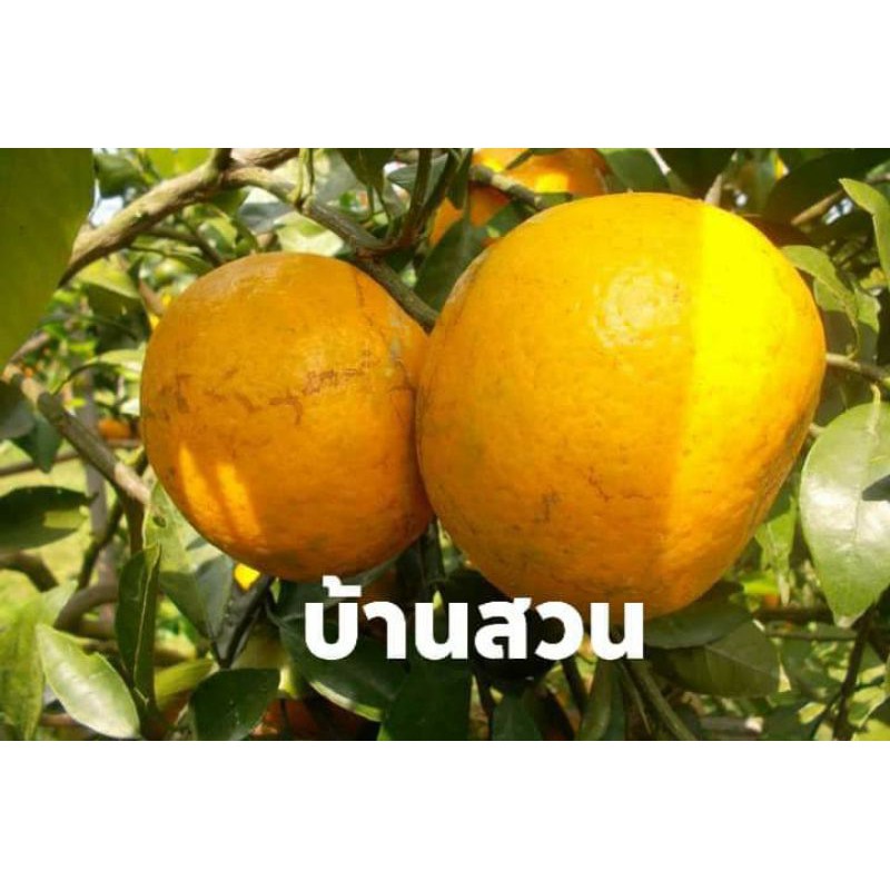 ต้นส้ม พันธุ์นัมเบอร์วัน ต้นเสียบยอด สูง 50-60 ซม.
