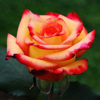 30 เมล็ด เมล็ดพันธุ์ กุหลาบ สตาร์แอนด์สไตร้พส์ Stripes Rose Seeds สี แดง-ชมพู