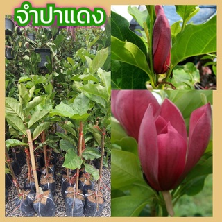 ขายต้น จำปาแดง 1 ต้น (บ้านไซร์เบอร์)