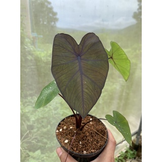 โคโลคาเซีย แบลคเมจิก Colocasia Black Magic