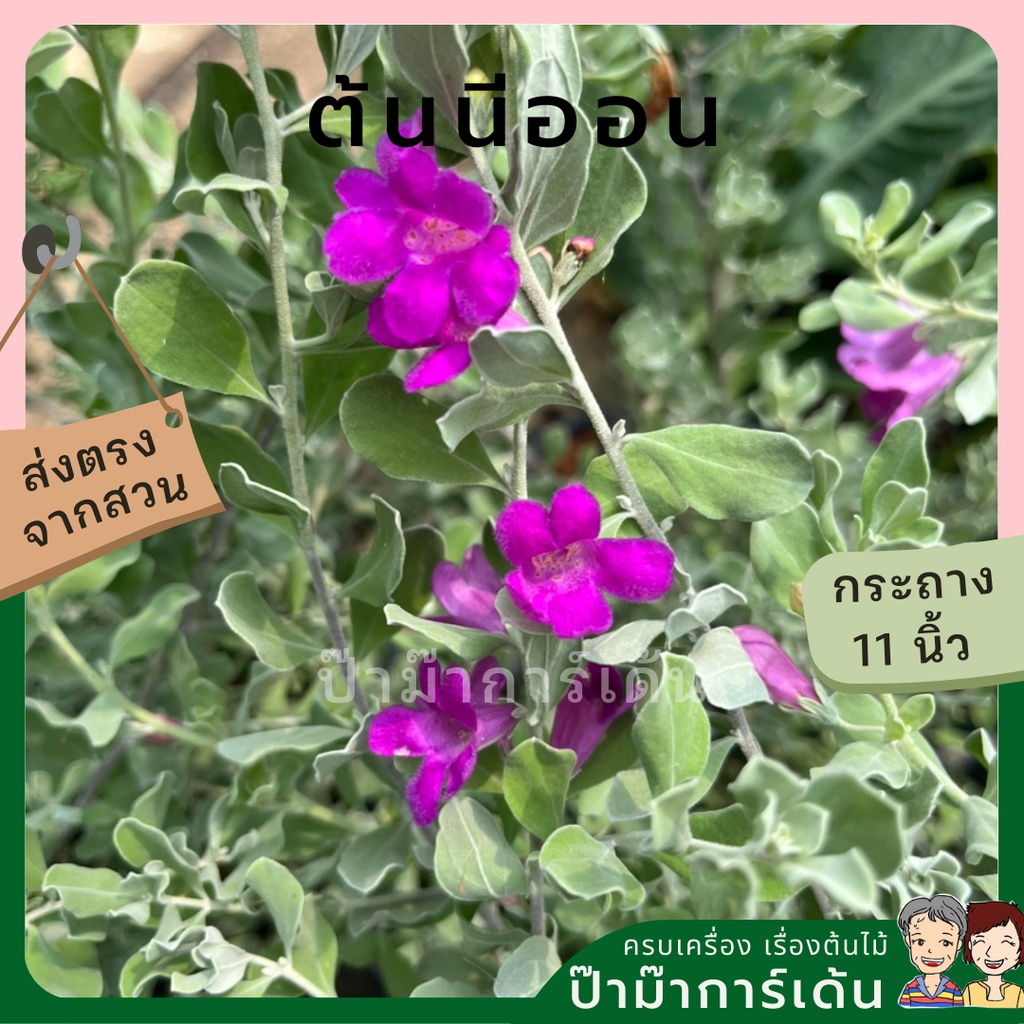 มุมมอง 5