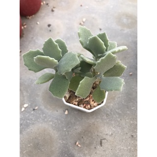 คาลันโช มิลล็อตติอาย Kalanchoe Millotii ไม้อวบน้ำ ไม้มงคล แคคตัส กระบองเพชร