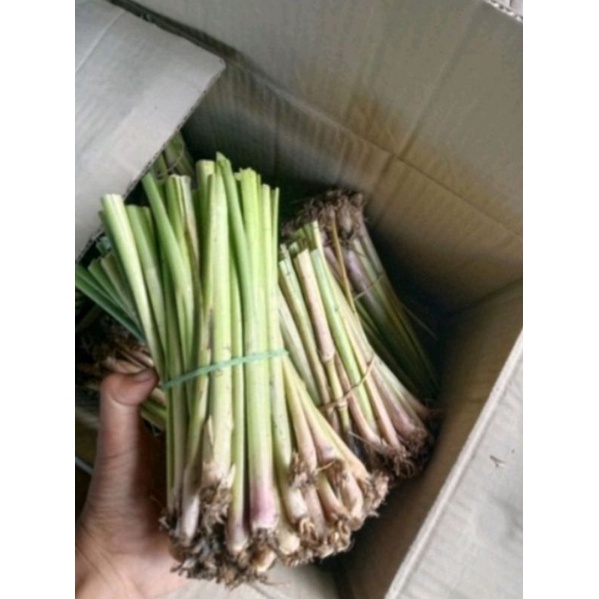 หญ้าแฝก100ต้นปลูกเพื่อป้องกันหน้าดินพังทลาย