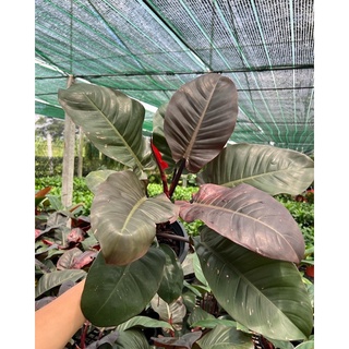 Philodendron black  cardinal แบล็คคานินัล กุมารดำ กระถาง8นิ้วกอสวย