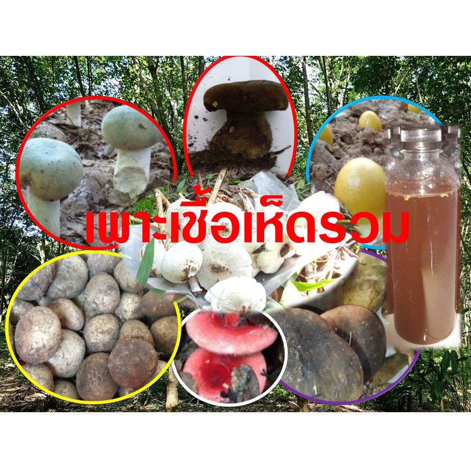 เชื้อเห็ดรวม (ระโงก ไค ตับเต่า แดง เผาะ โคนปลวก) ขนาด 500 มล.