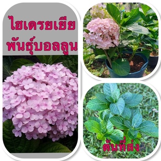 ไฮเดรนเยีย พันธุ์บอลลูน ดอกใหญ่มาก พร้อมส่ง