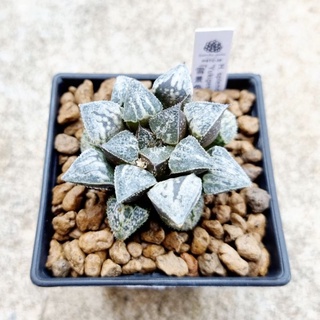 พร้อมส่ง!!ฮาโวเทีย Haworthia splendens hybridYukigeshiki จัดส่งแบบล้างราก