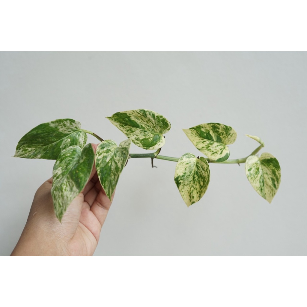 มุมมอง 5