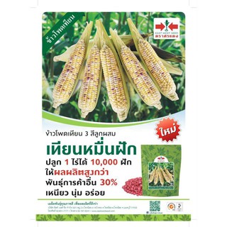 เมล็ดพันธุ์ ข้าวโพดข้าวเหนียว เทียนหมื่นฝัก ขนาด 1 กิโลกรัม (ตราศรแดง)