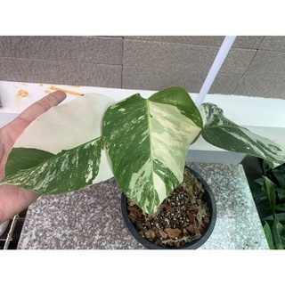 Monstera Albo var มอนสเตอร่าอัลโบ้ (ฮอนแลนด์)