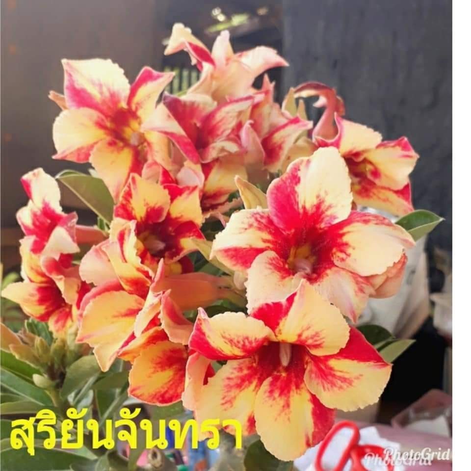 12 เมล็ด เมล็ดพันธุ์ ชวนชม สายพันธุ์ไต้หวัน ดอกสีส้ม Adenium Seeds