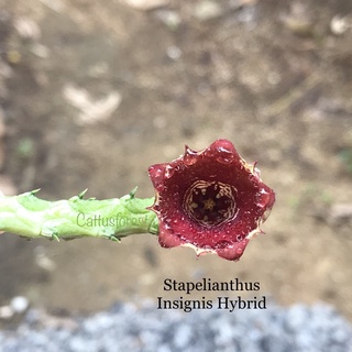 เก๋งจีนเด็ดสด Stapelianthus Insignis Hybrid