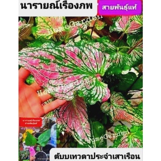 🌿บอนเก่าโบราณ" นารายณ์​เรือง​ภพ " ​🌿ต้นเบบี๋สายพันธุ์​แท้​‼️ตรงตามตำรา🥰(ระวังโดนฮกหลงหลอก‼️)​มีจำนวนจำกัด‼️