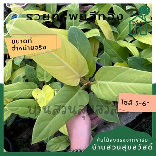 รวยทรัพย์สีทอง กระถาง 5-6 นิ้ว ฟิโลเดนดรอน philodendron ต้นรวยทรัพย์สีทอง