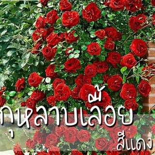 เมล็ดพันธุ์ กุหลาบเลื้อย กุหลาบ สีแดง 100 เมล็ด Red Rose Seed เมล็ดพันธุ์แ