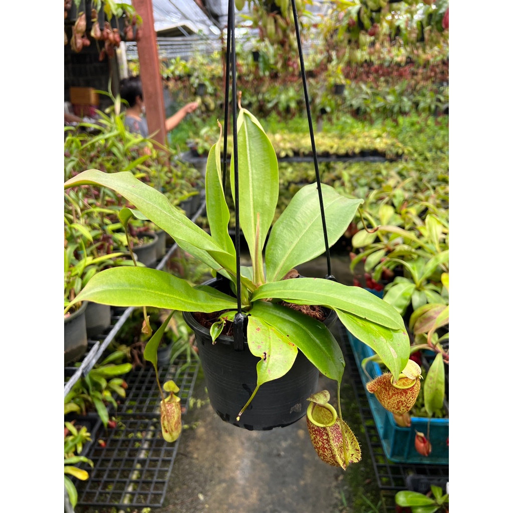 มุมมอง 4