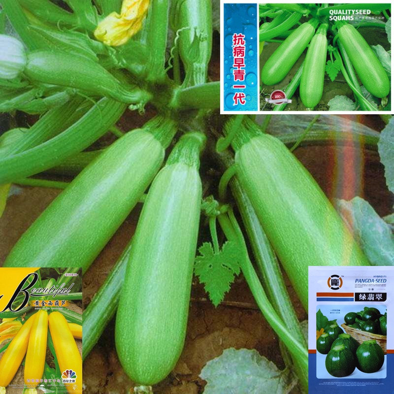เมล็ดซูกินี 10-25 เมล็ด  ซูกินีลูกกลม  สายพันธุ์ OP/F1 ****ศึกษาวิธีปลูกได้รายละเอียดสินค้า****